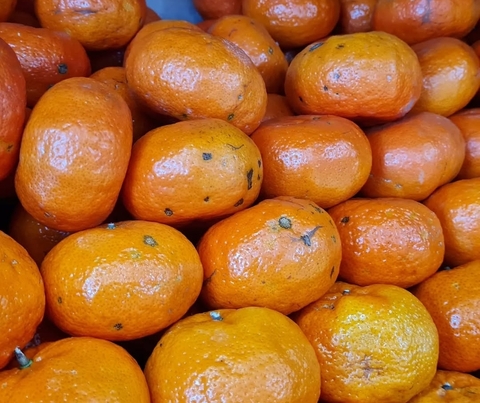Mandarina OKITSU